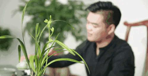 每日一品全文,每日一品花卉