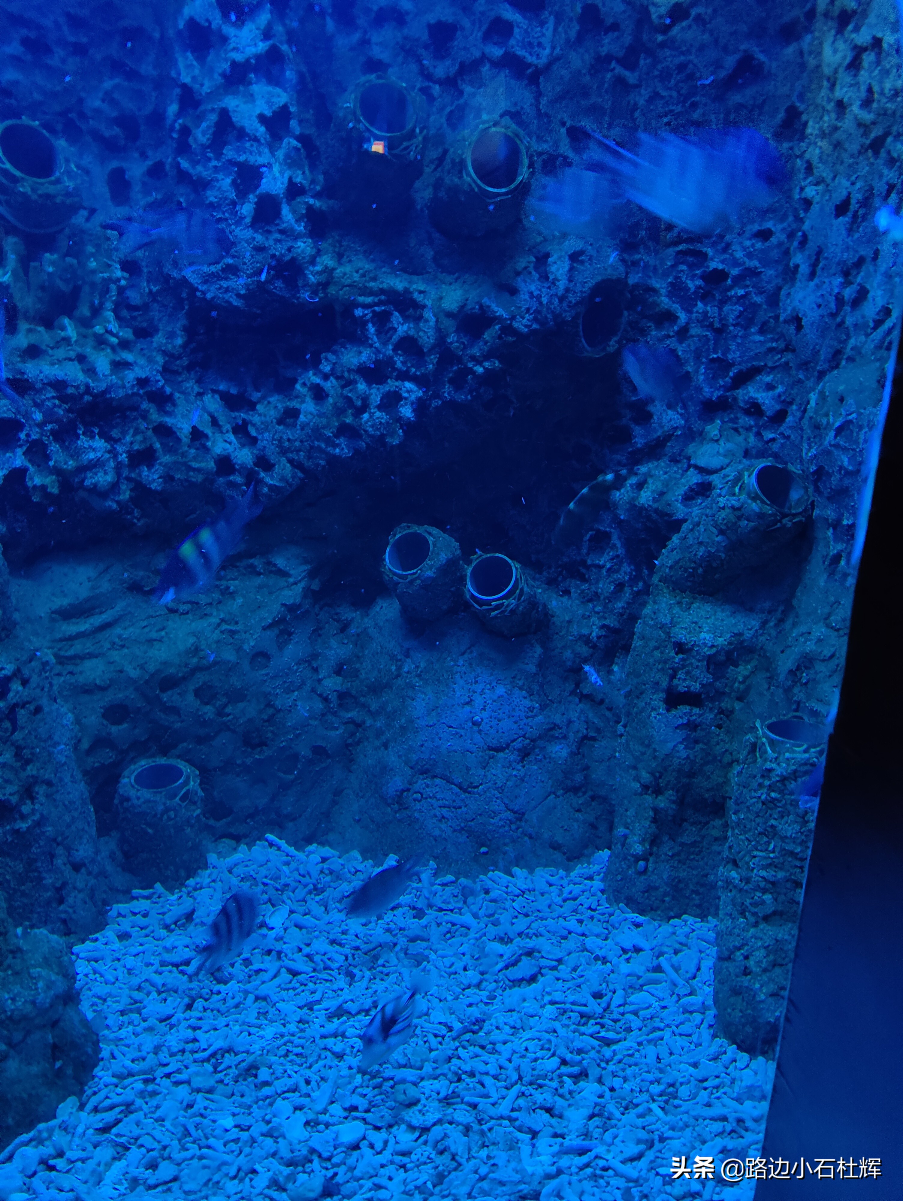 北京海洋馆海底世界和动物园攻略,游北京动物园海洋馆