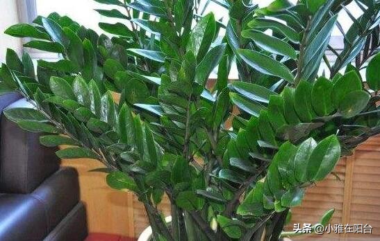 金钱树叶子种植选择嫩叶还是老叶,金钱树如何养护叶片油亮