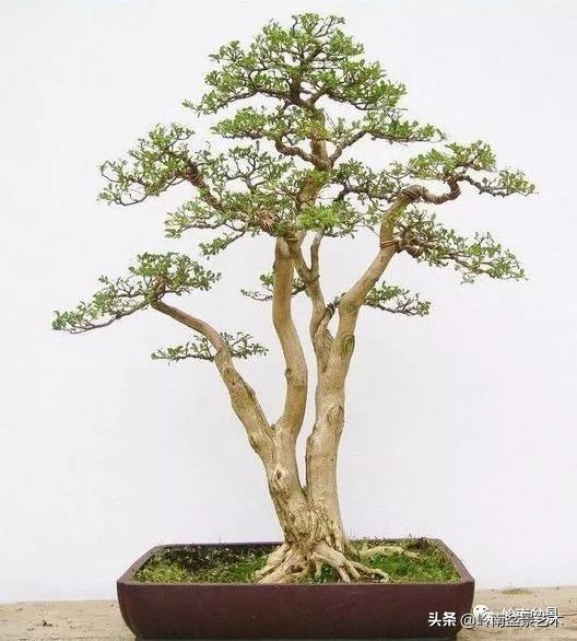 室内十大盆景名贵树种排名,十大盆景名贵树种排名火棘