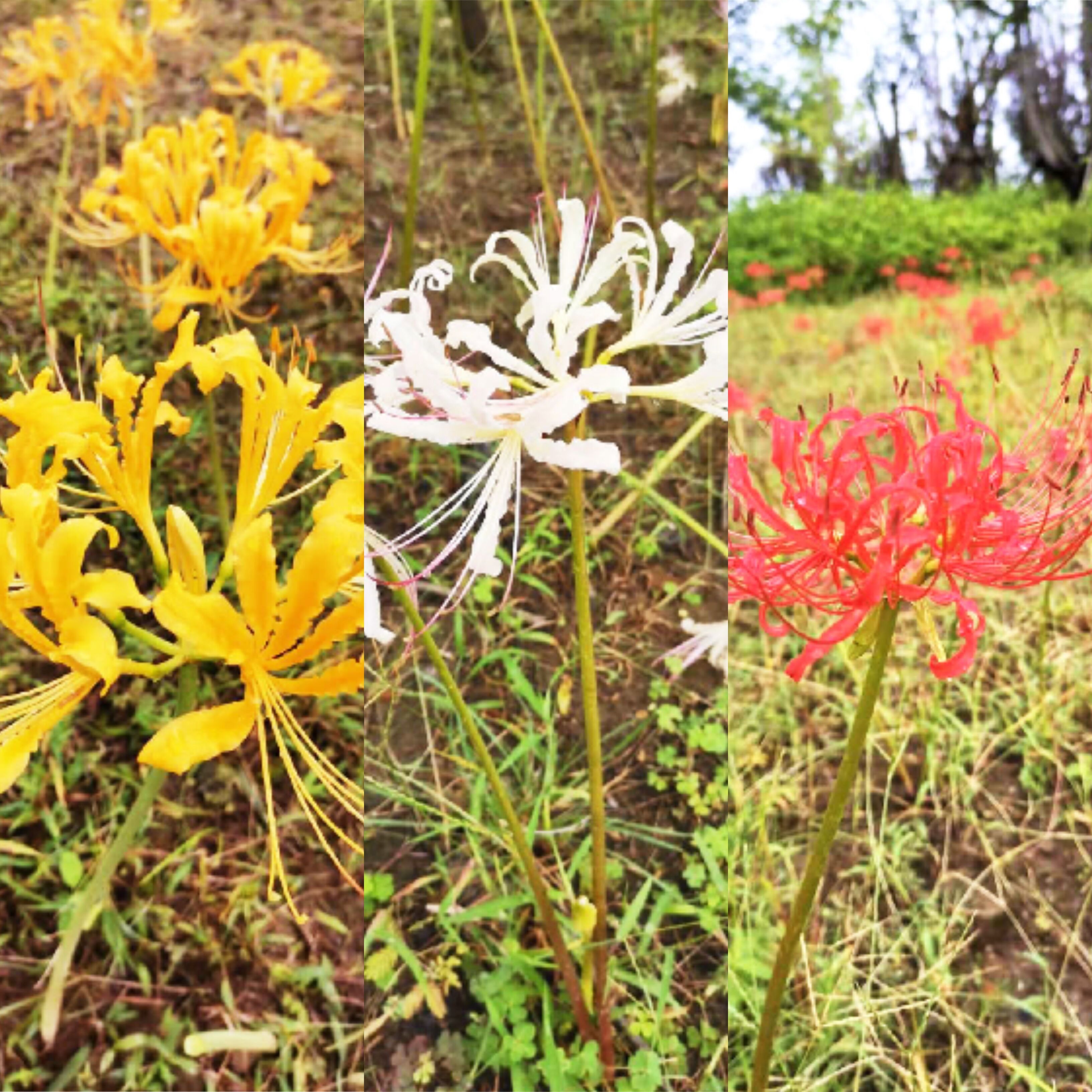 什么花能治脱发,什么花能治斑秃