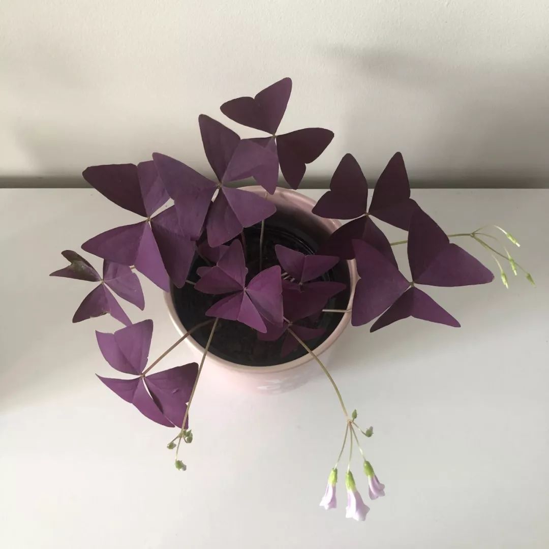 紫色幸运草怎么养才好看,紫色幸运草的盆栽方法什么季节种