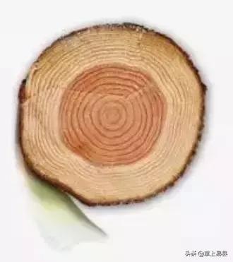 金山银山不如绿水青山植树活动,幼儿园绿水青山就是金山银山