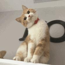 当了铲屎官才知道狗屎有多香,做了4年的铲屎官