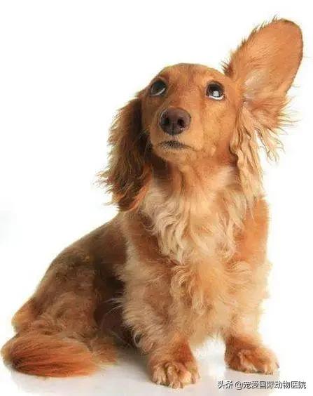 螨虫皮肤病狗狗怎么治疗,狗狗常见螨虫皮肤病用什么药