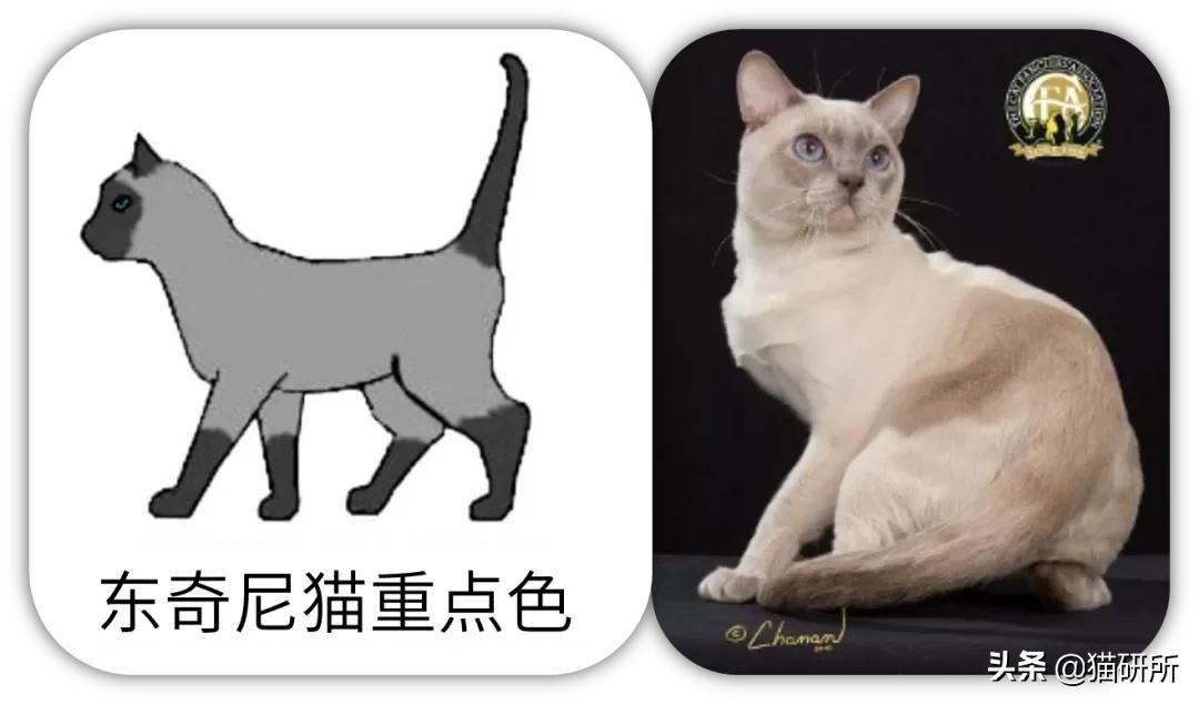 猫咪的花纹是怎么长出来的,猫咪身上的花纹有多奇葩