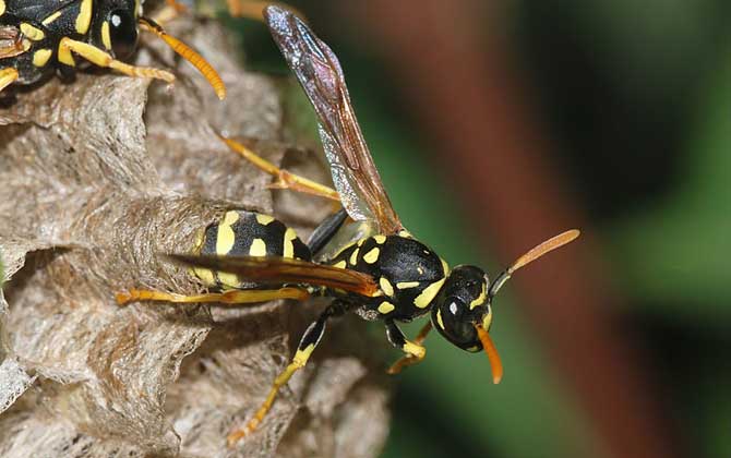 被蜜蜂和马蜂蛰的区别图片,被黄蜂或者胡蜂叮了怎么处理伤口