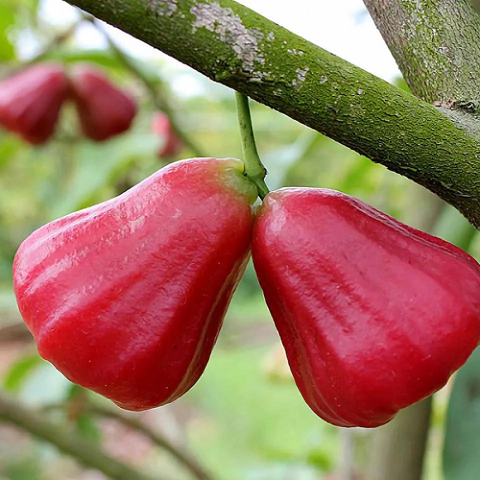 四季应季水果蔬菜,一年四季的时令蔬菜水果