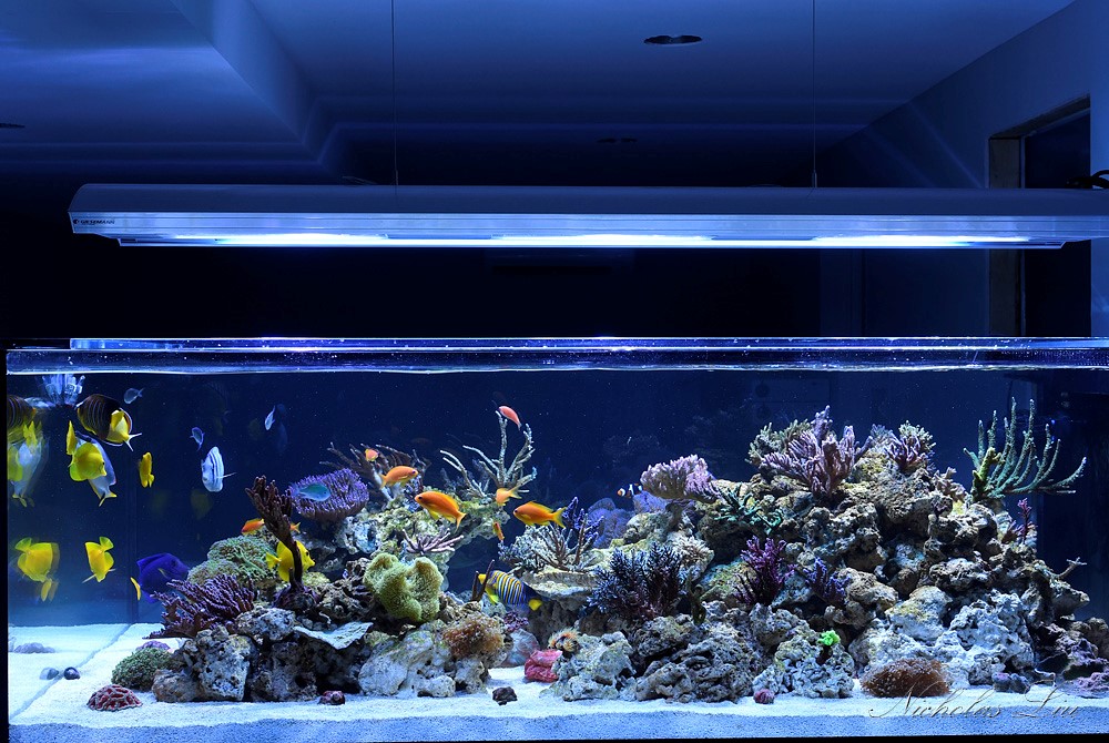 经典海水礁岩生态缸分享，180×120×60厘米三面观赏海缸