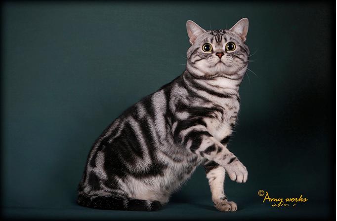 买一只美短猫,买一只猫咪一共花多少钱