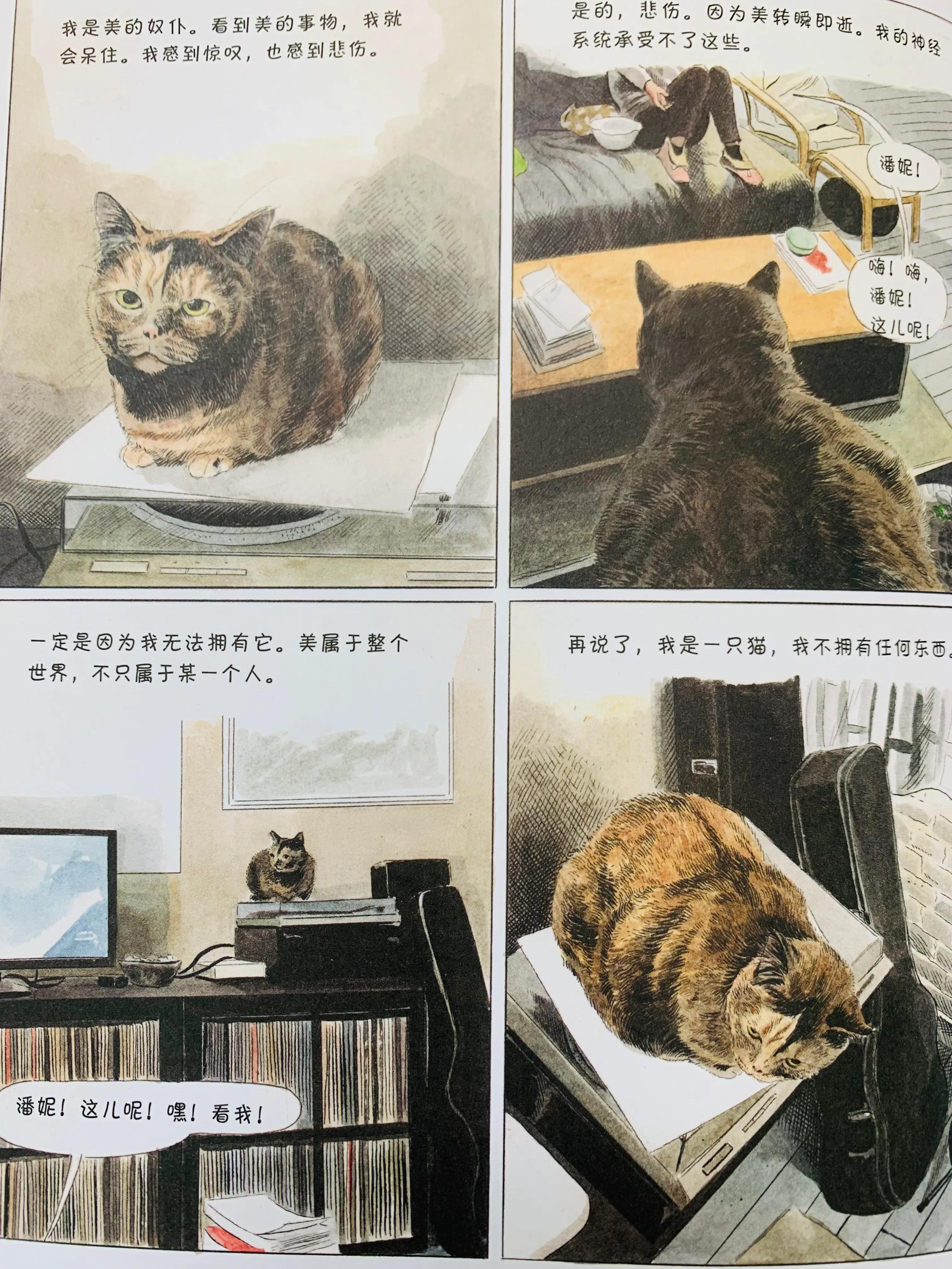 猫咪搞笑日常漫画,一个关于猫的搞笑漫画
