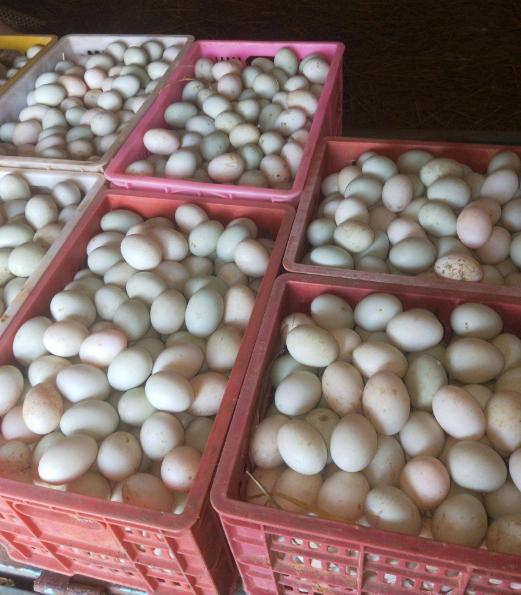 鸡蛋和鸭蛋都检出违禁兽药,这些鸡蛋被查出含禁用兽药