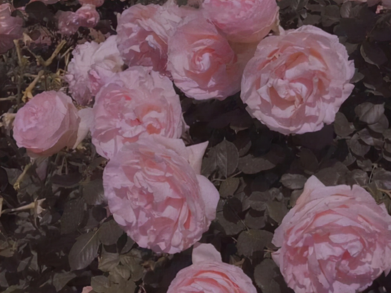 狮子座气质多少分,狮子座是一个特别好的星座