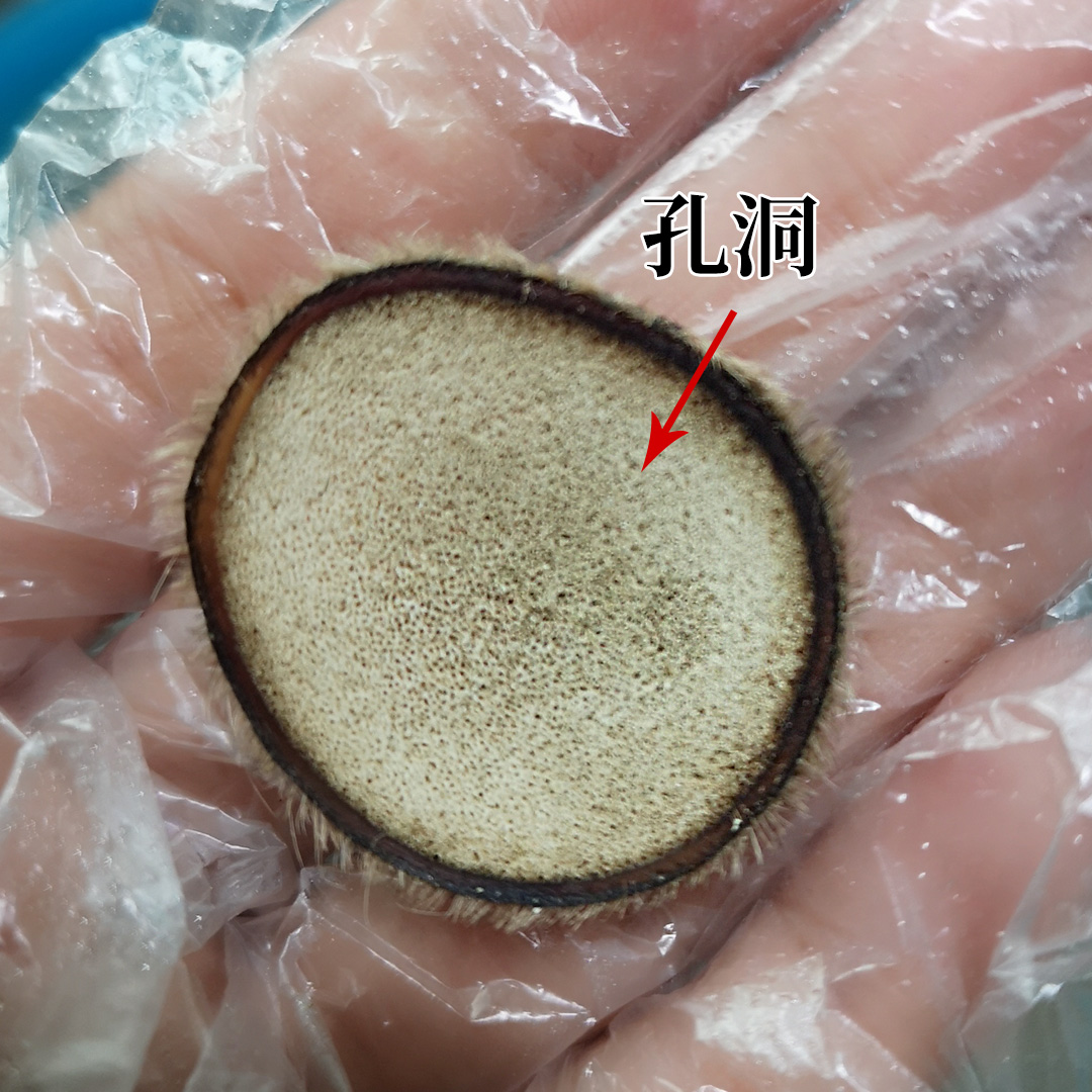 鹿茸片真假的鉴别,真的鹿茸片和假的鹿茸片怎么区分