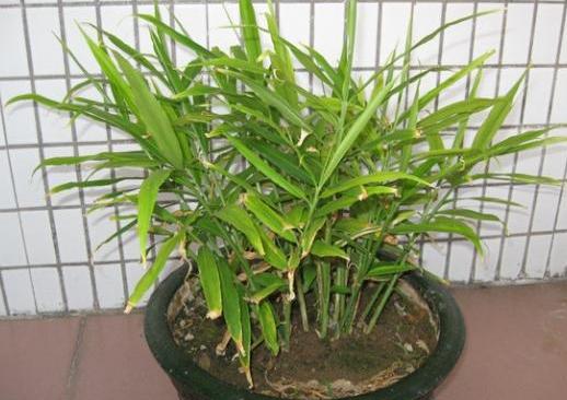 生姜盆栽非常简单也非常容易活,冬季家庭生姜盆栽种植方法