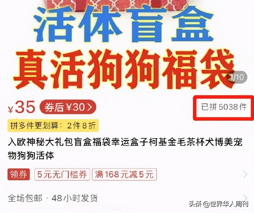 宠物生命当“惊喜”：鲜血淋漓的活体盲盒，成了当代年轻人的新宠