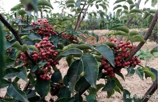 花椒种植的利润分析一亩成本多少,种植花椒行业前景如何呢