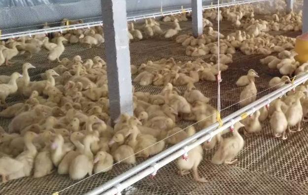 养鸭出现病鸭怎么诊治,鸭突然死是什么原因