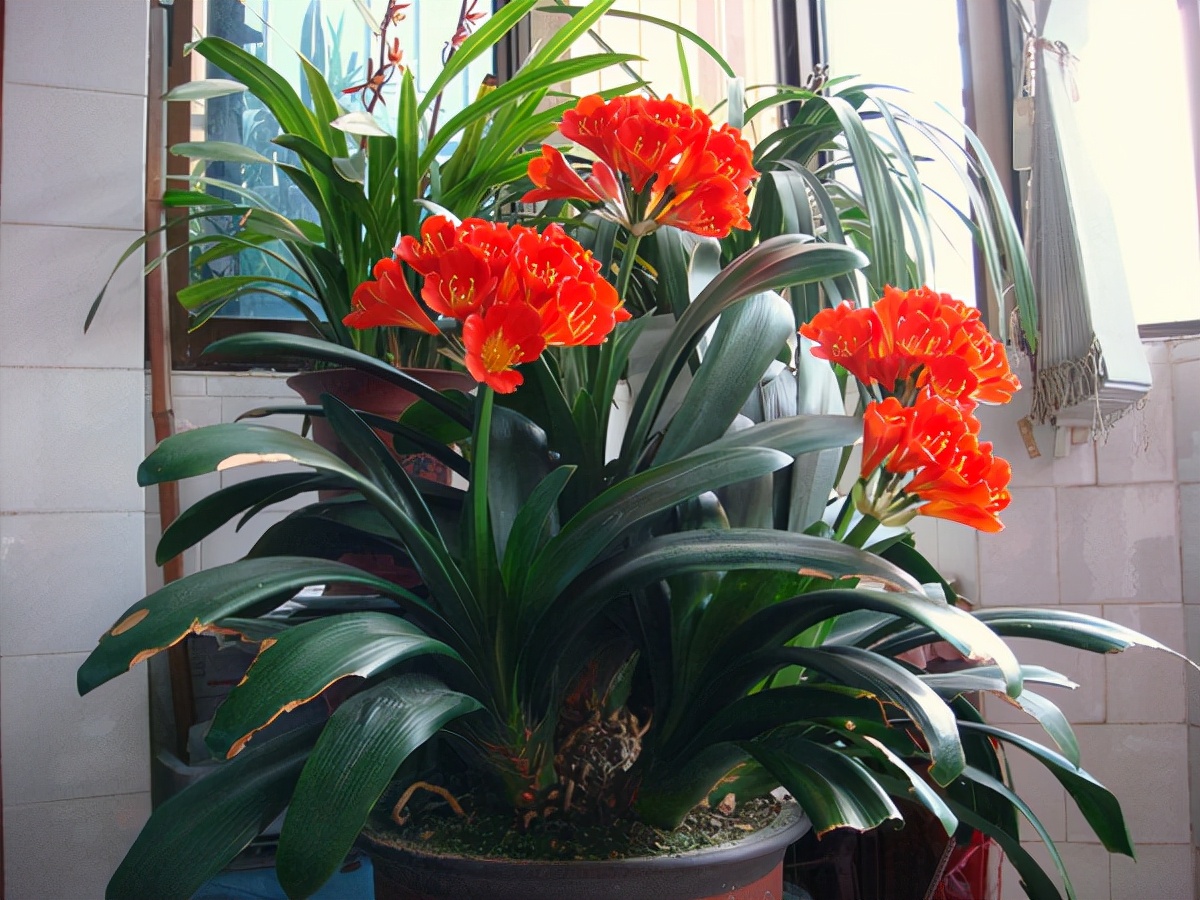 室内可以养的十大吉祥花,最好养的吉祥花有哪些