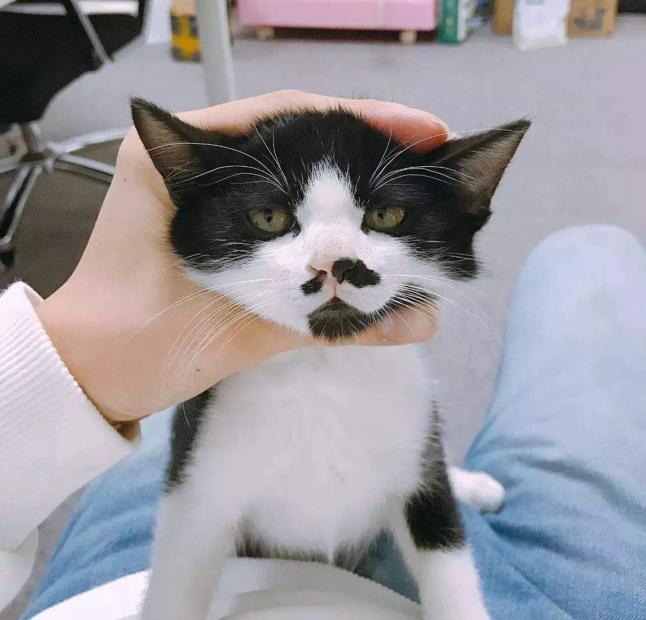 剪掉猫咪胡须对猫咪有影响吗,猫咪胡须不小心剪了会长吗