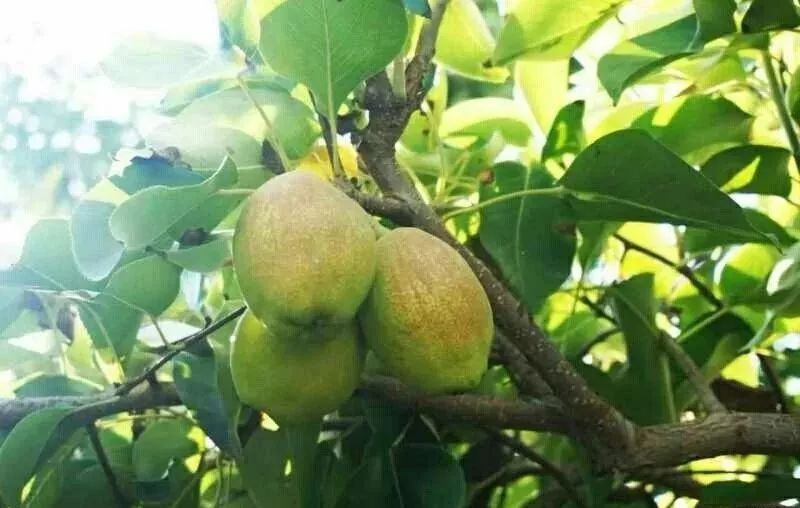 *疆新**的水果儿~~（二）