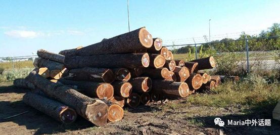 美国硬木干货价格,北美硬木排行