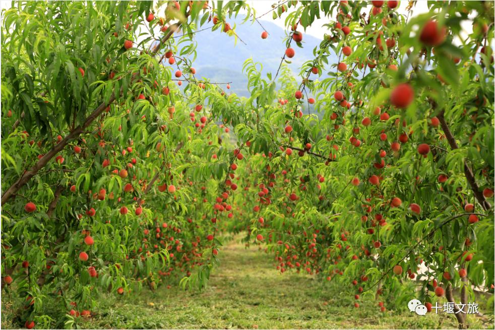十堰新鲜采摘桃,十堰西沟桃子