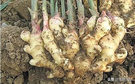 生姜盆栽的最佳时间,盆栽生姜的全过程