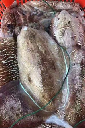 有新鲜的墨鱼吗,新鲜的墨鱼是怎样的