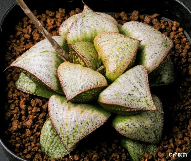 多肉玉露寿的品种图鉴,多肉植物欣赏