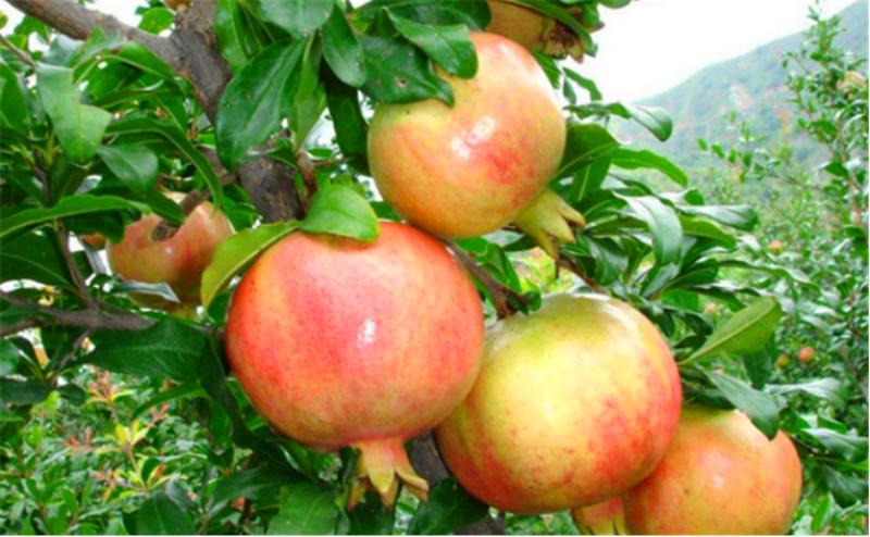 石榴树用什么土栽培好,石榴树怎么剪枝才能高产