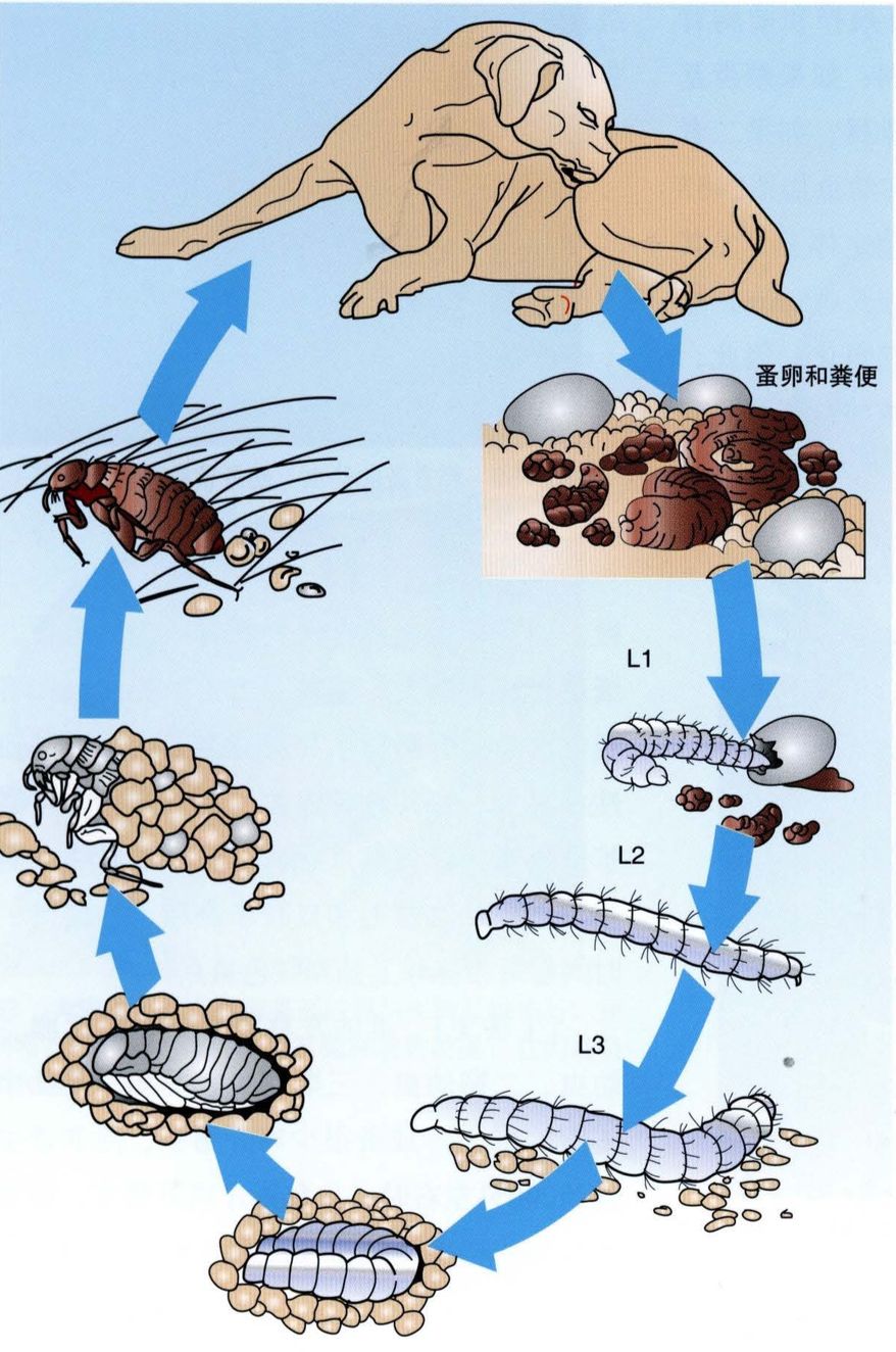 按时驱虫的猫咪还会有寄生虫吗,猫咪按时驱虫体内还会有寄生虫吗