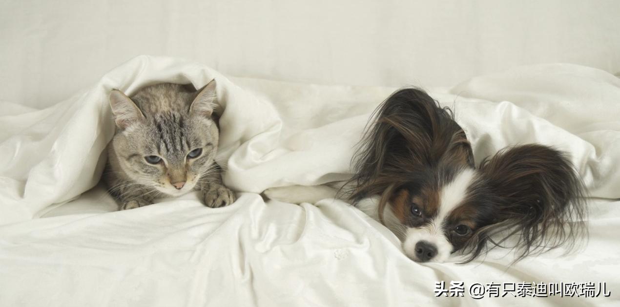 猫咪尿床上了怎么清理被子,猫咪尿床怎么办能教训它吗