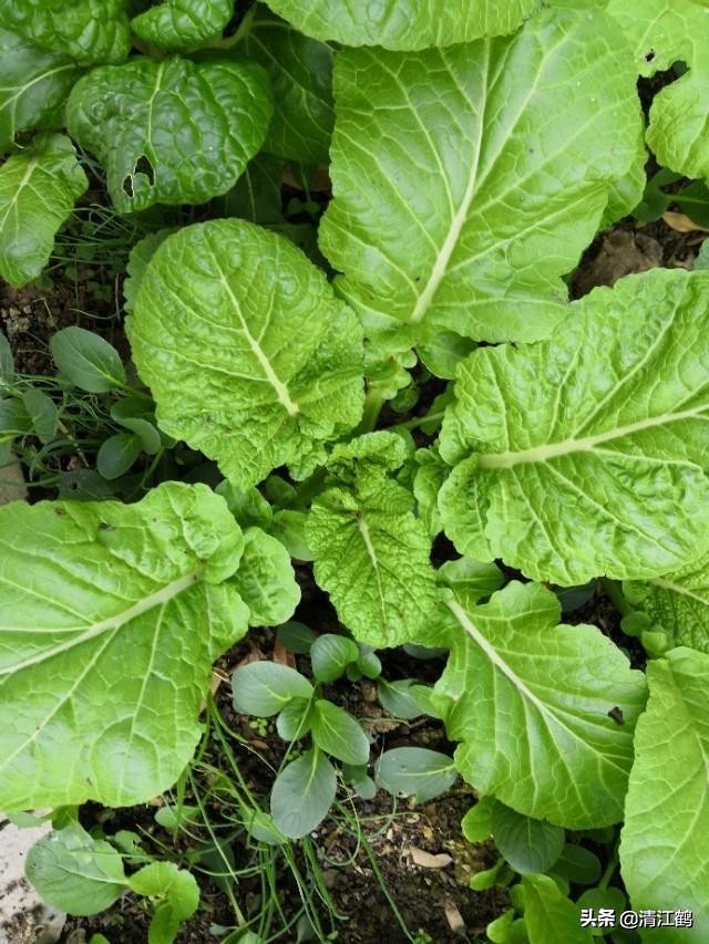 卖菜一斤利润不到一块能赚钱吗,菜农挣不挣钱