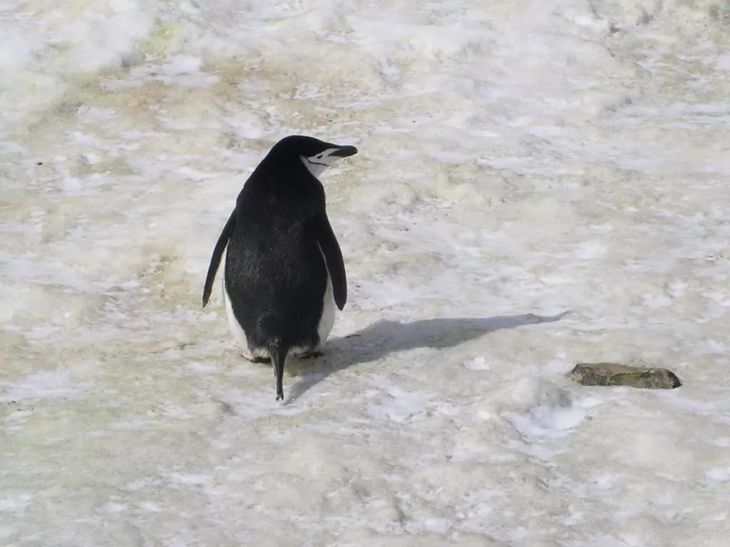 去南极能走出这个世界吗,为什么现在都要去南极