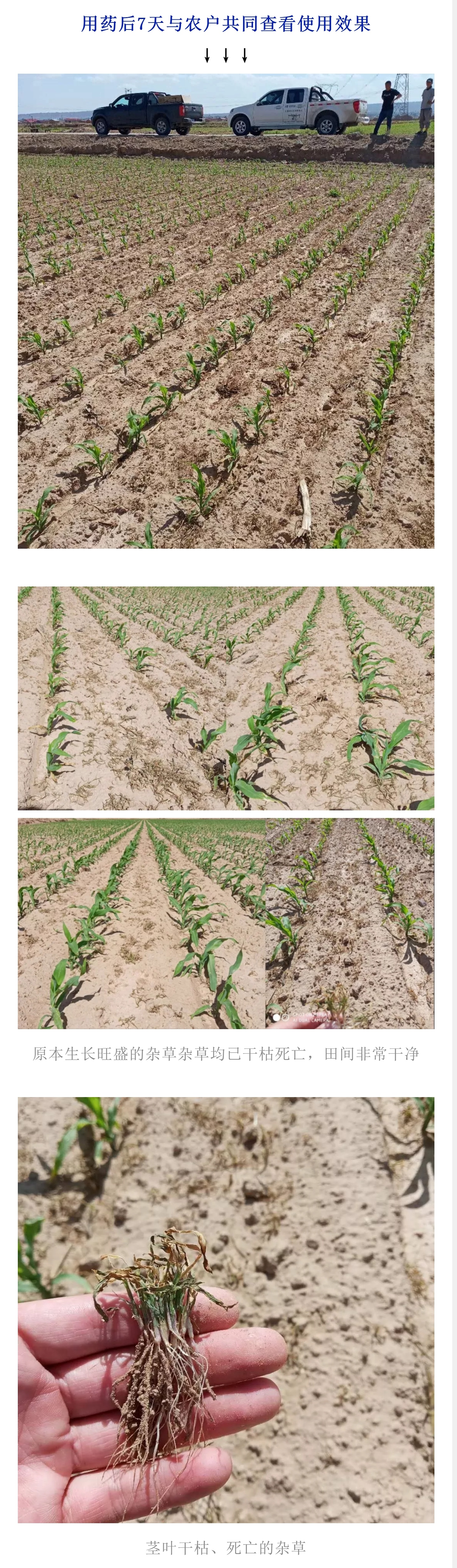 飞防高浓度,飞防7天效果