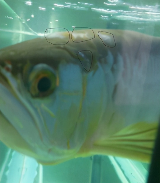 龙鱼疾病治疗视频,龙鱼常见病100种