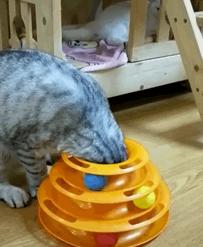 哪些猫咪玩具对小猫有害 (对猫咪有益的玩具)