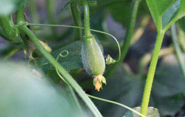 甜瓜膨大期怎么补救,甜瓜苗期裂杆什么原因