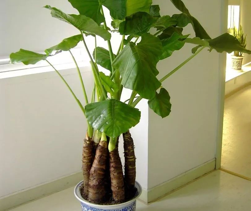 吃下去的东西,吃下去的东西不好消化