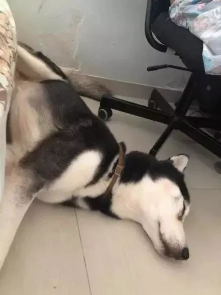 憨批二哈咬伤自己小丁丁，害得主人拍照求助还得打码