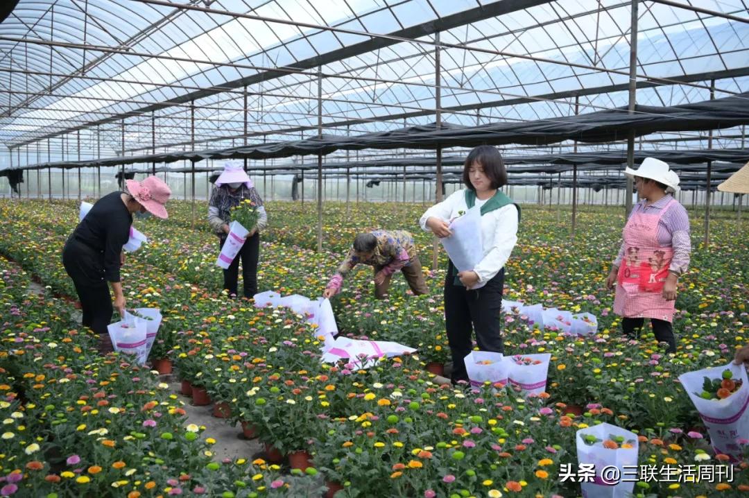 那些回村的年轻人,90后留在农村的真实生活