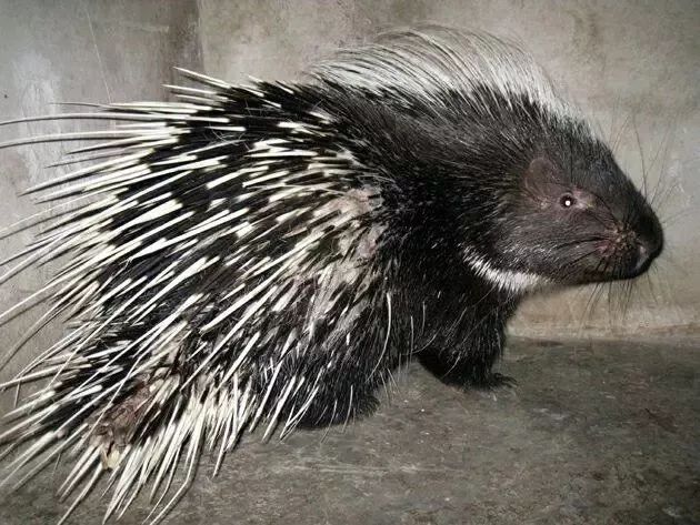 养殖什么稀奇的品种赚钱快又好养,养殖最赚钱的品种