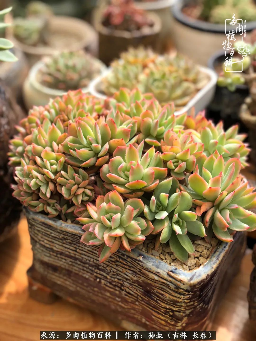 与多肉一起成长,与多肉相伴