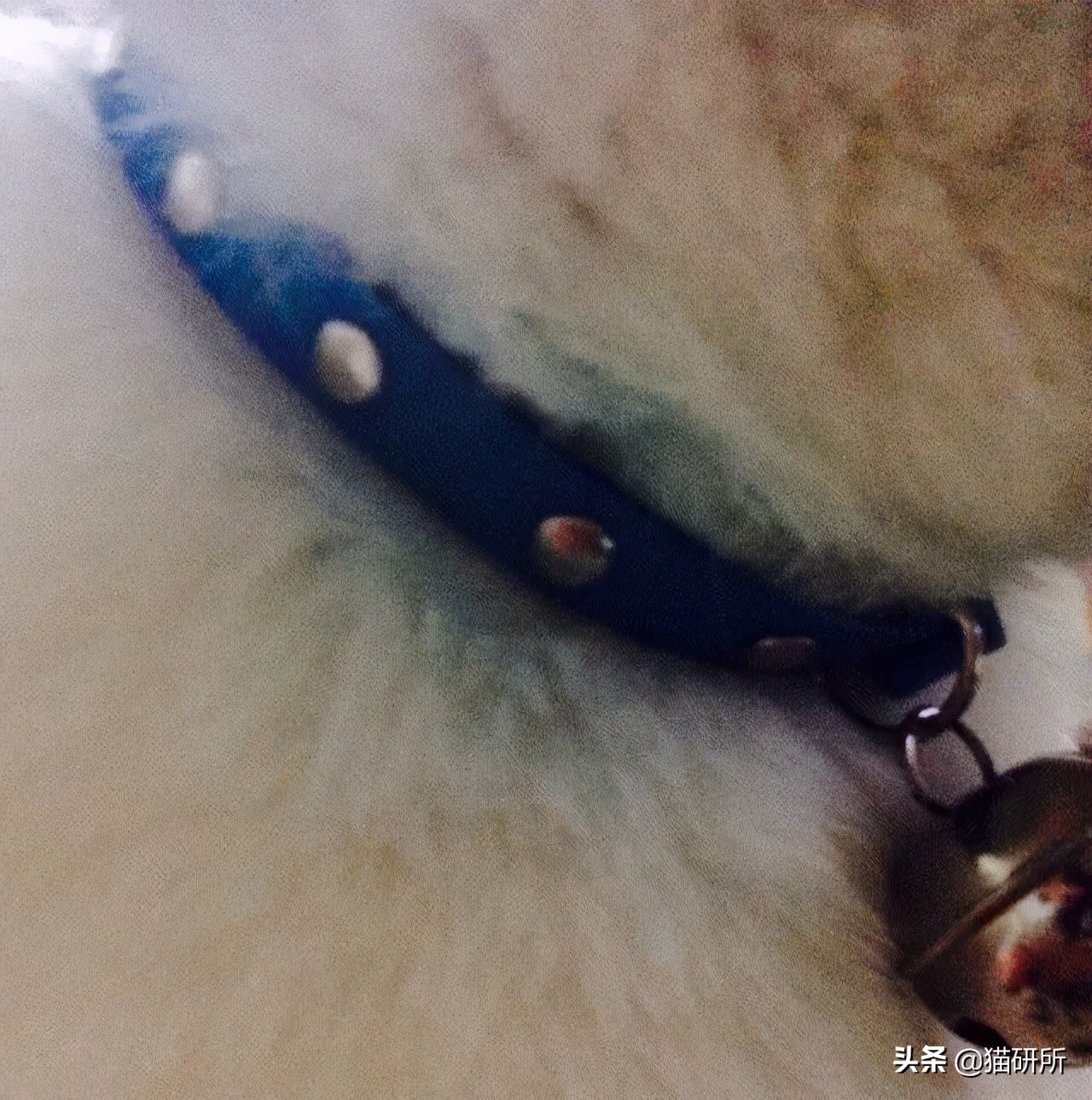 猫咪项圈对人有没有危害,猫咪项圈对猫咪有危害吗