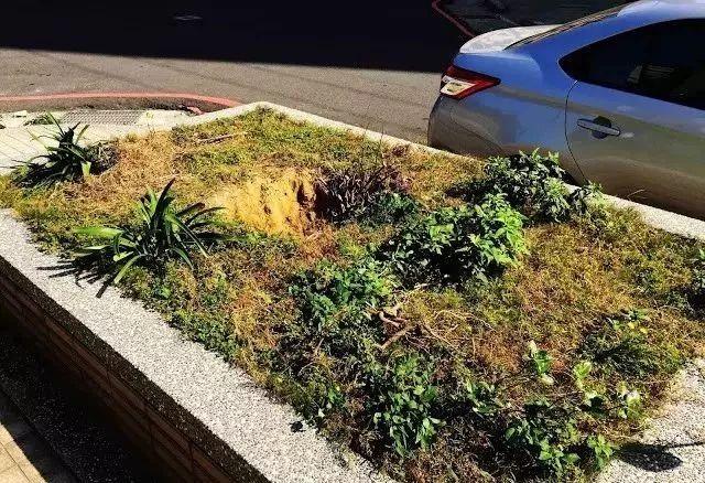 鱼池如何改造成花池,花池改鱼池如何做过滤