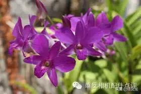 尼康单反初学人像摄影技巧大全,尼康单反相机入门教程人像