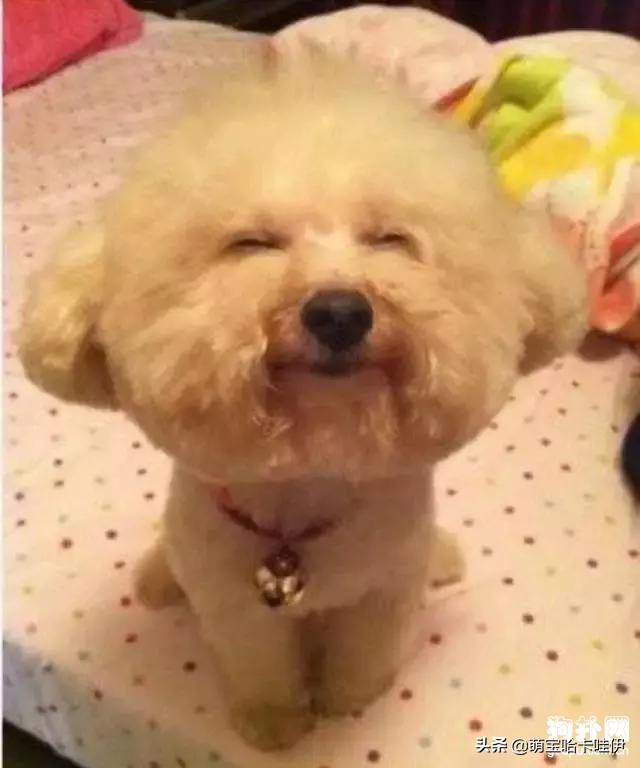 比熊犬厕所推荐,比熊犬怎么训练详细教程