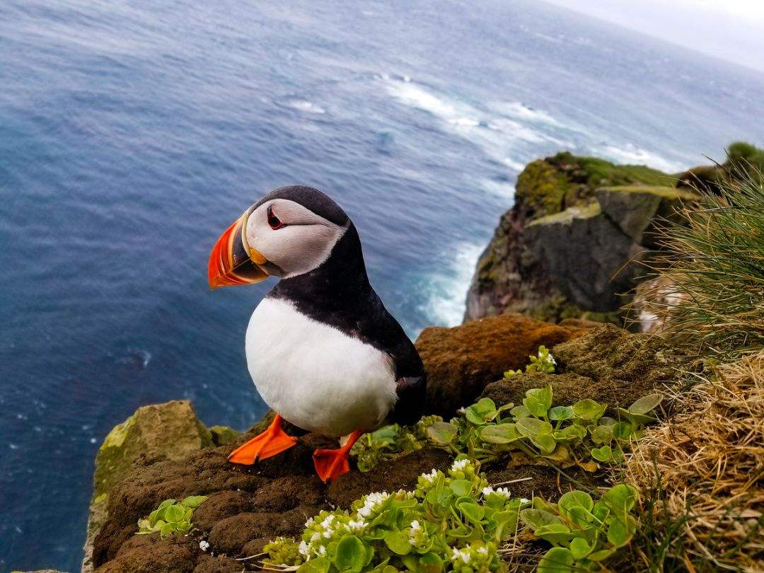 澶т紬閫旈攼鍐板矝鍥剧墖,閫旈攼鍐板矝