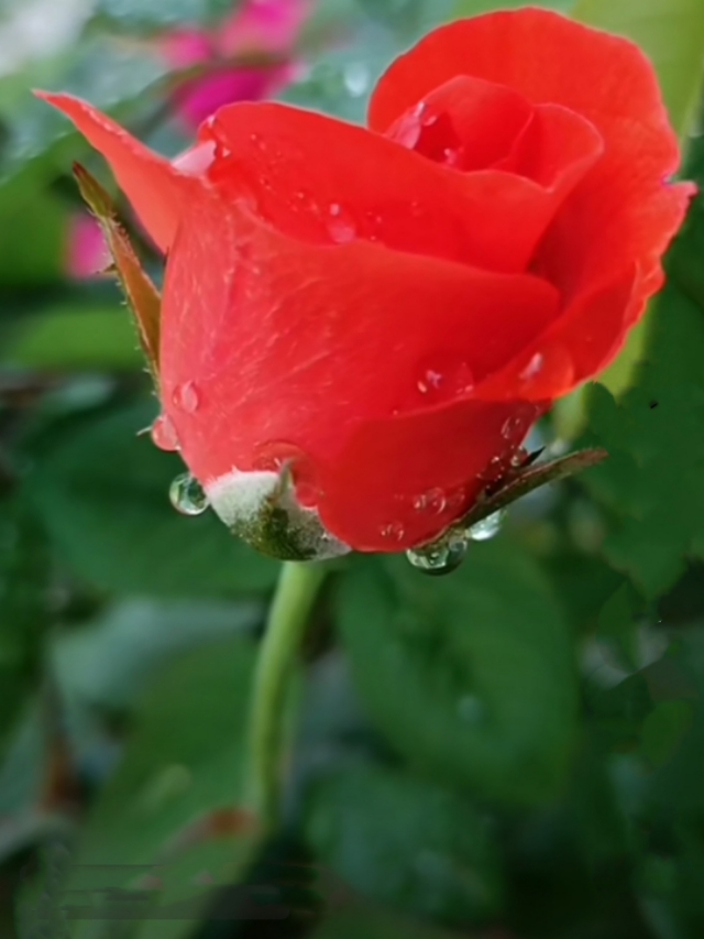 中国诗歌杂志2024年4期目录,中国诗歌周刊第185期